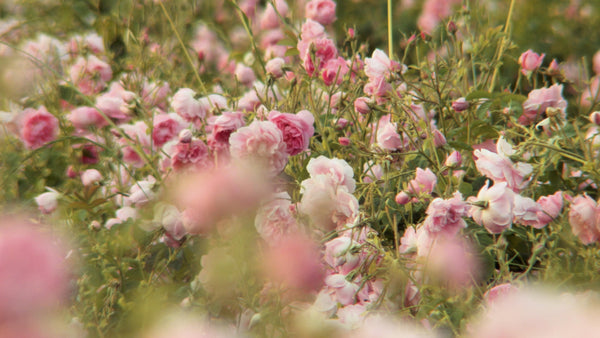 5 best rose perfumes